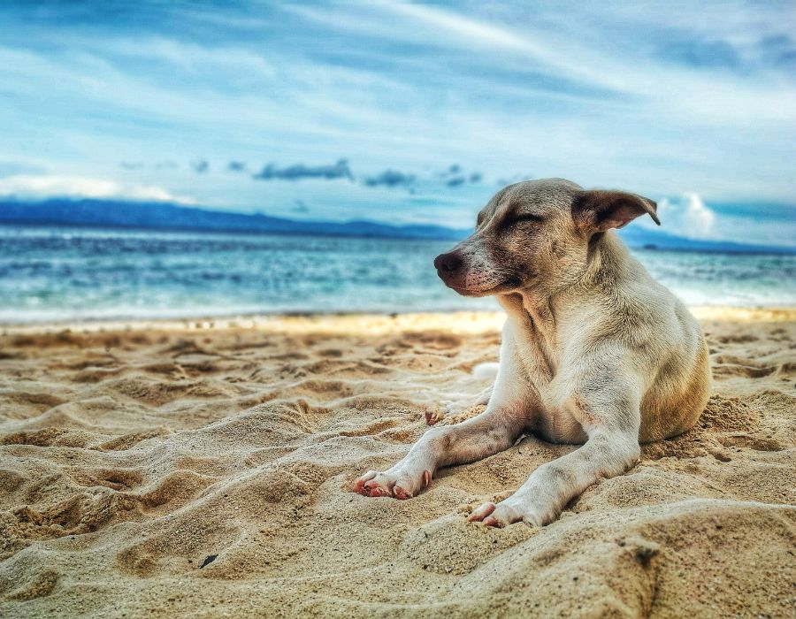 a dog lying on sand near water