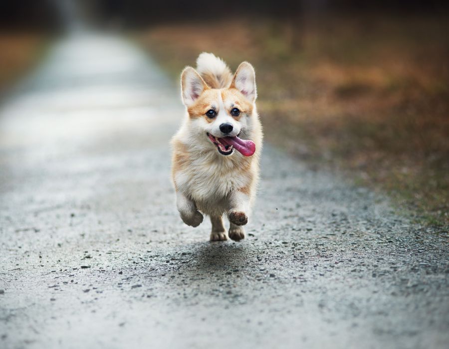 a dog running on a road