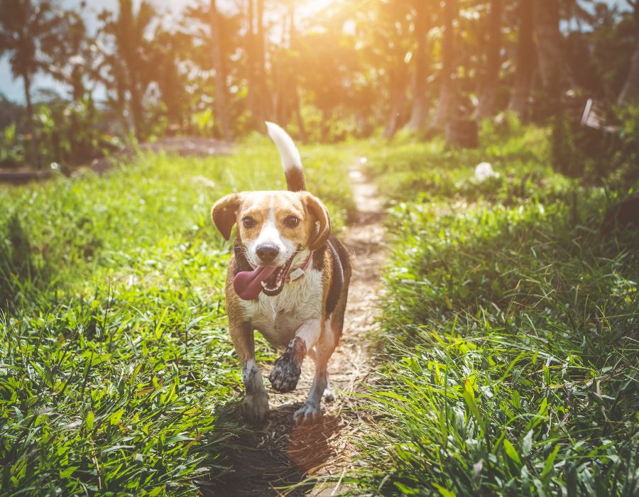 a dog running on a path in the grass