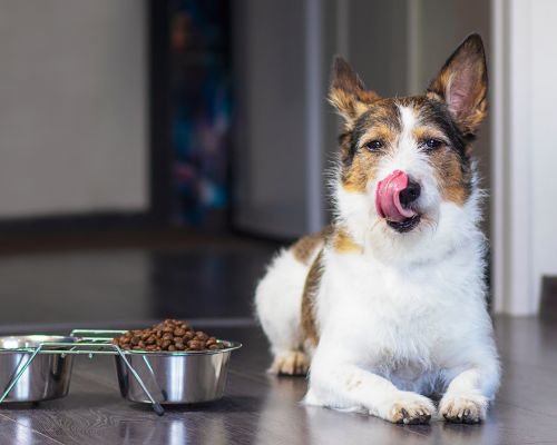 a dog licking its lips next to a bowl of food