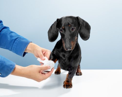 a dog being prepared to wipe