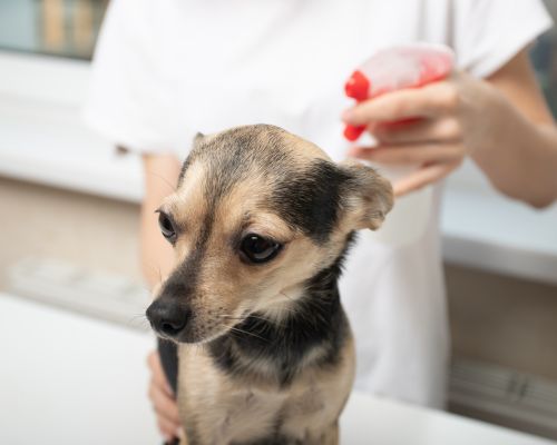 a dog being brushed by a person