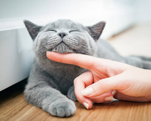 a person touching a cat's face