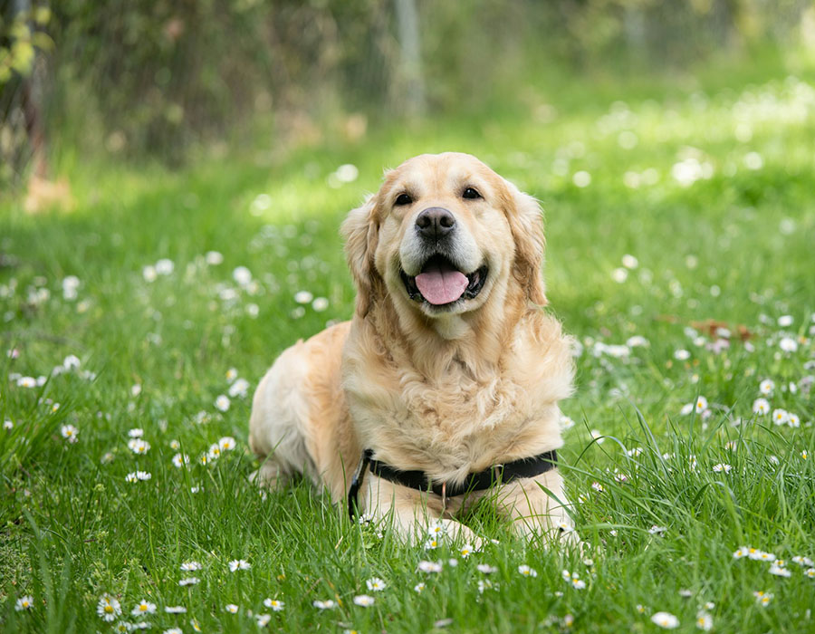 dog laying in a grassy field