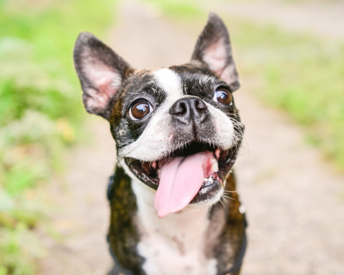 dog laying in a grassy field